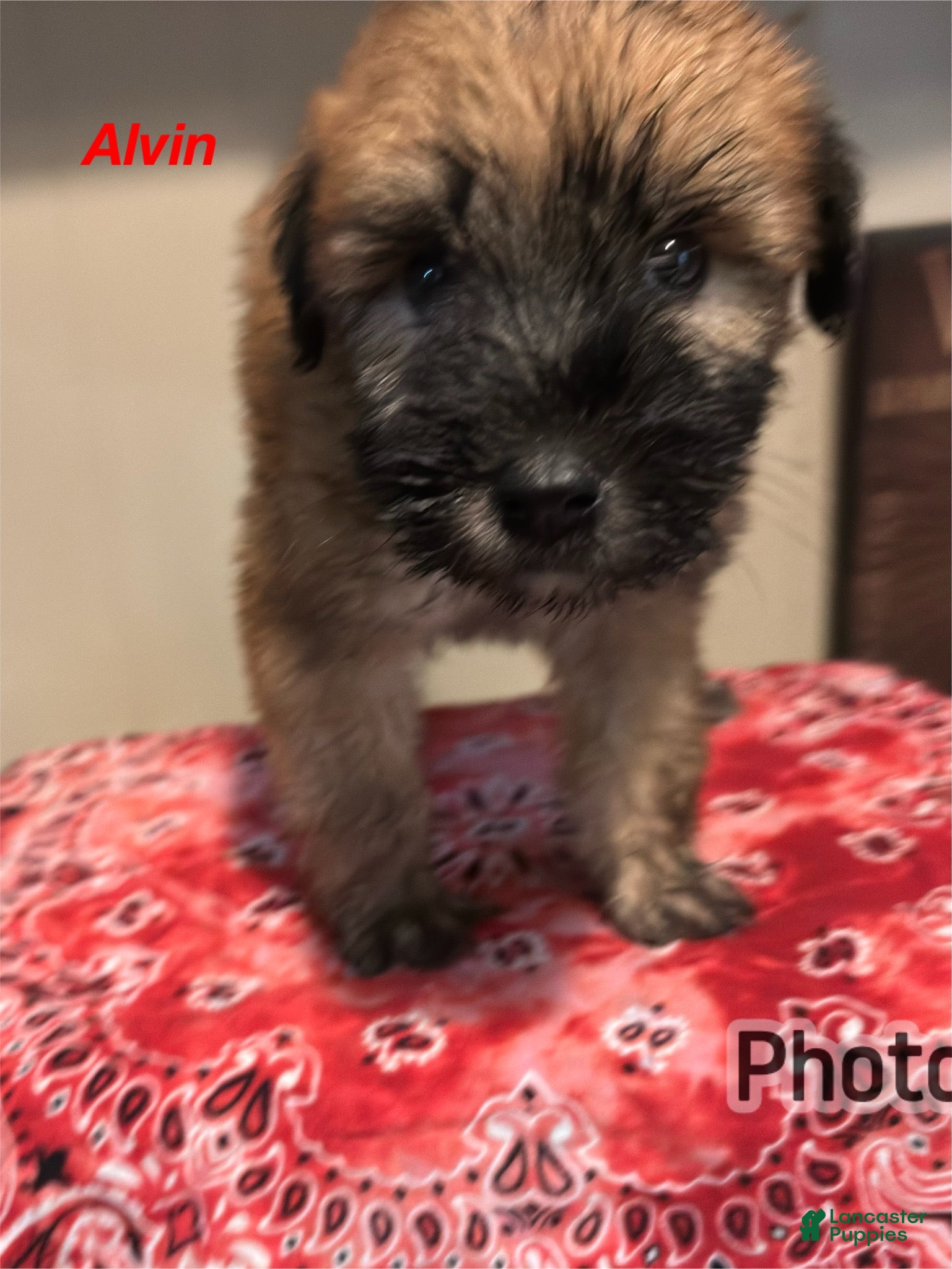Soft Coated Wheaten Terrier dogs Alvin - Ad 3