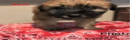 Soft Coated Wheaten Terrier dogs for sale: Alvin - Ad 1