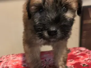Soft Coated Wheaten Terrier dogs Alvin - Ad 3