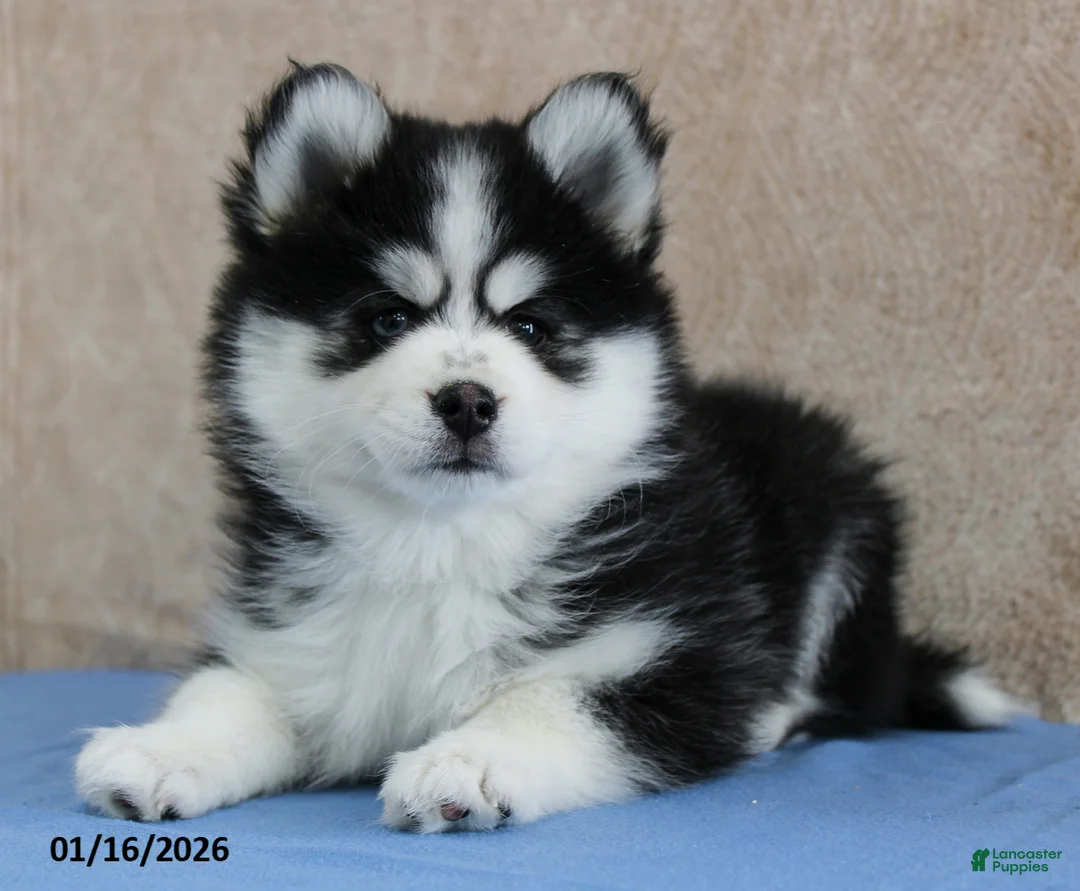 Pomsky dogs for sale: Evie - Ad 1