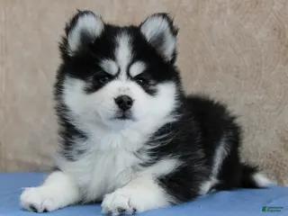 Pomsky dogs Evie - Ad 38