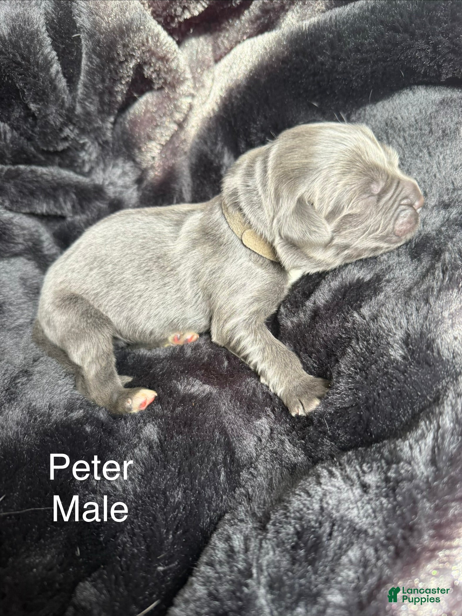 Newfoundland dogs Peter - Ad 25