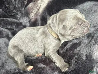 Newfoundland dogs Peter - Ad 18