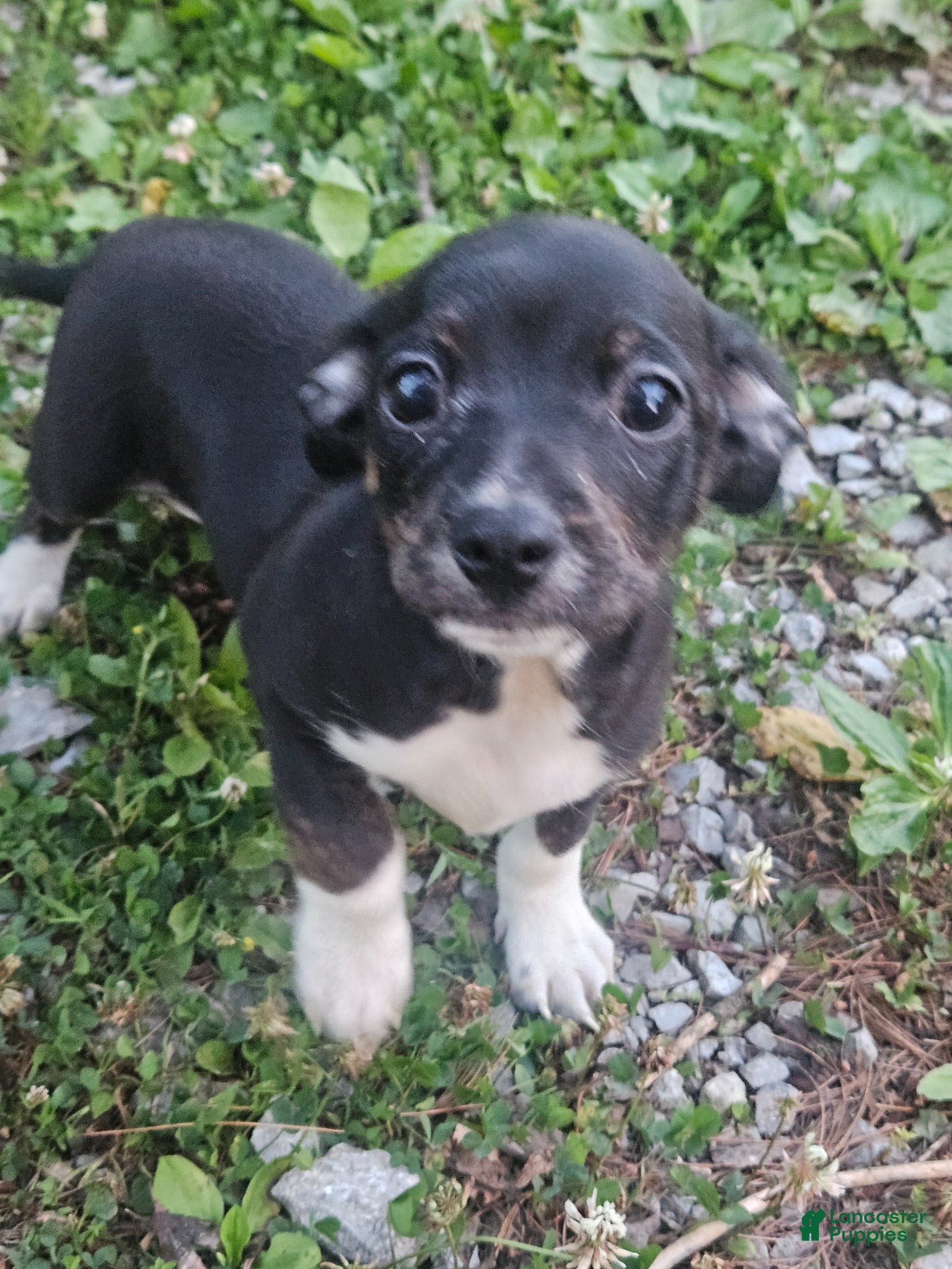 Chiweenie dogs Chiweenie Puppy 2 - Ad 4
