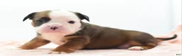 Mixed Breed dogs for sale: Rosie - Ad 20