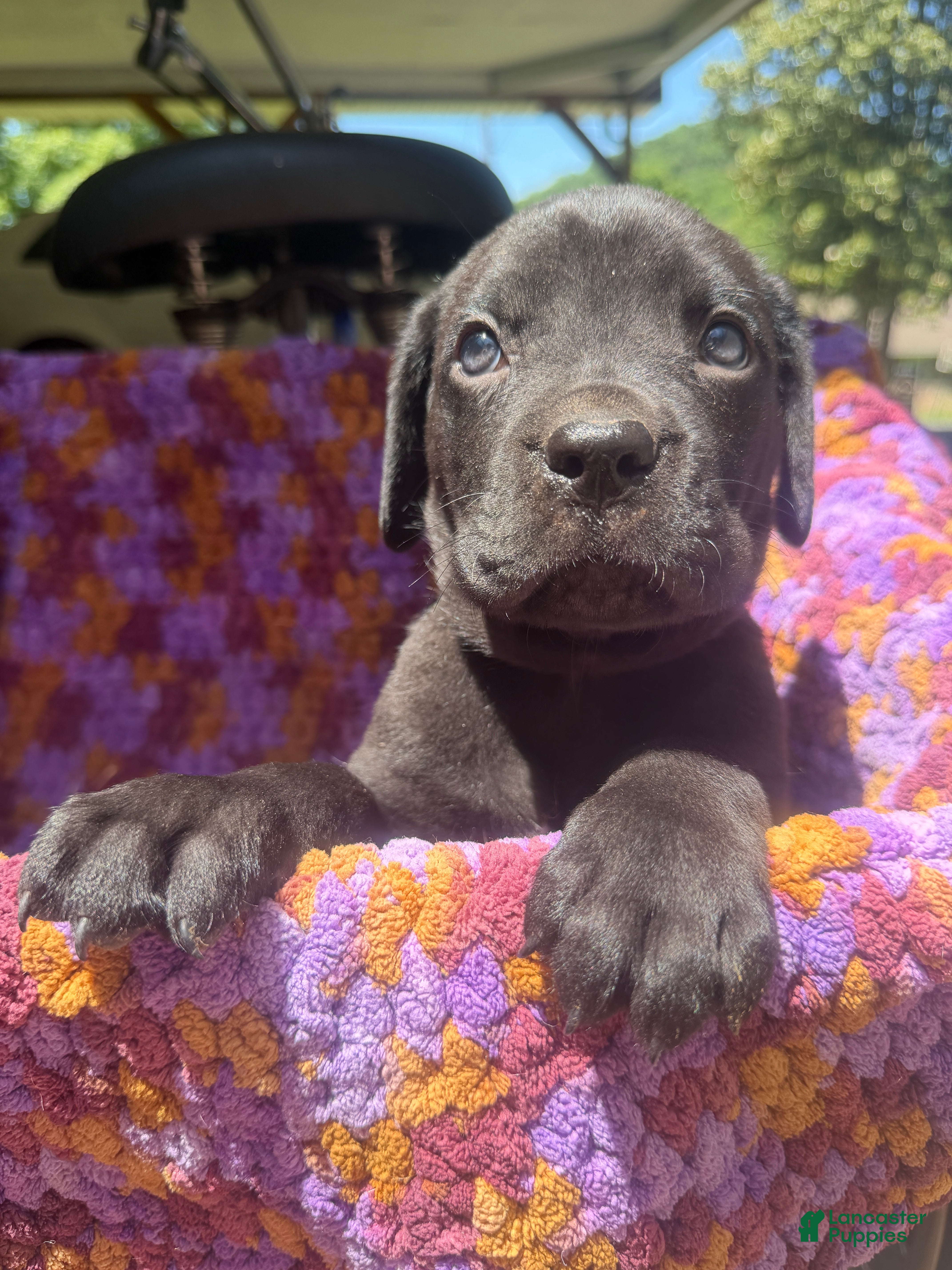 Cane Corso dogs Cane Corso Puppy Orange - Ad 28