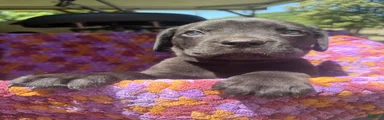 Cane Corso Puppy Orange