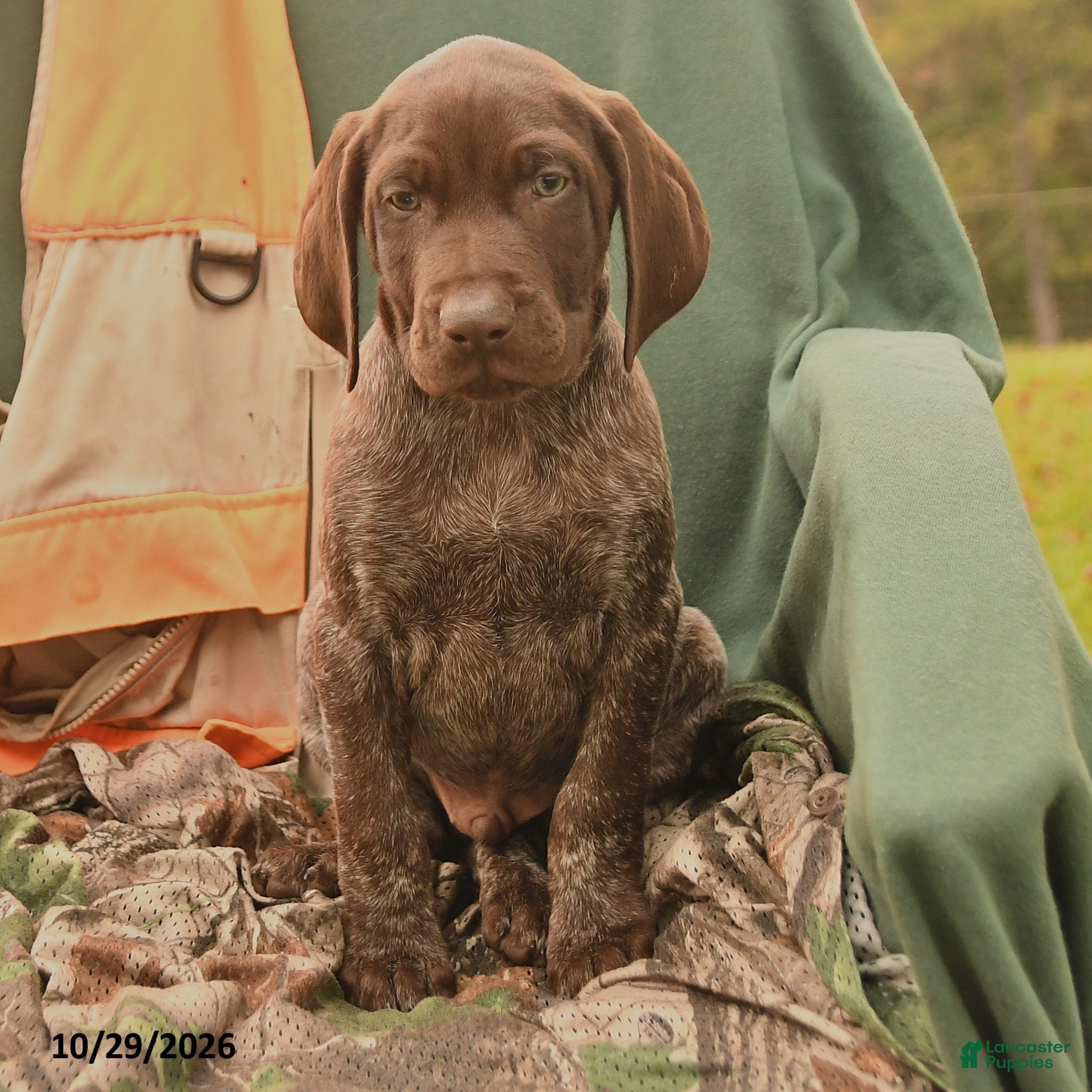 German Shorthaired Pointer dogs for sale: Smokey - Ad 2