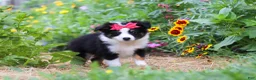 Toy Australian Shepherd dogs for sale: Rory - Ad 6