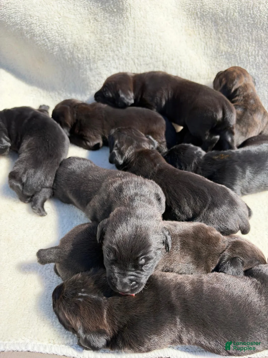 Cane Corso dogs for sale: Cane Corso 2 - Ad 1