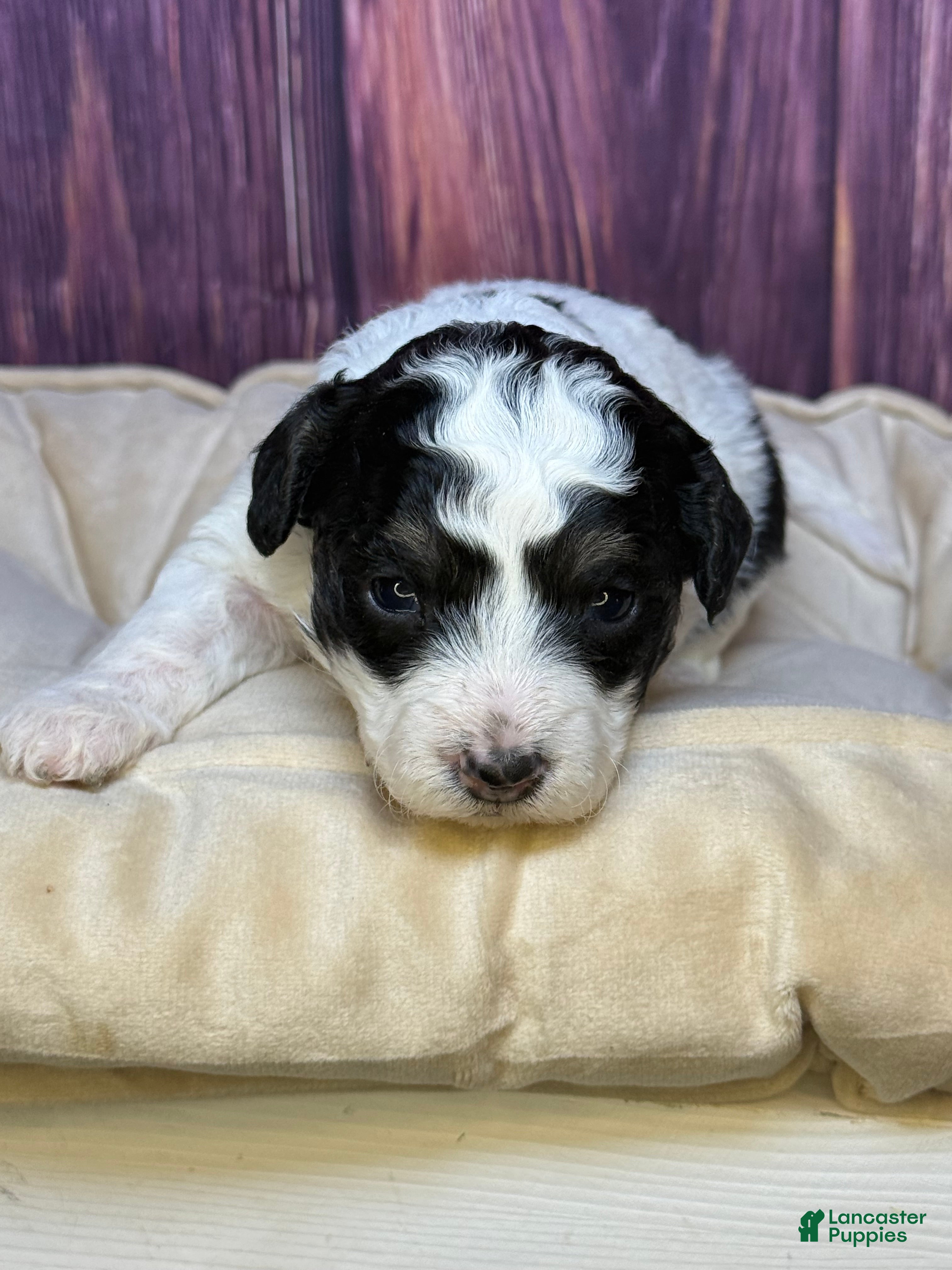 Maltipoo dogs Sassy - Ad 1