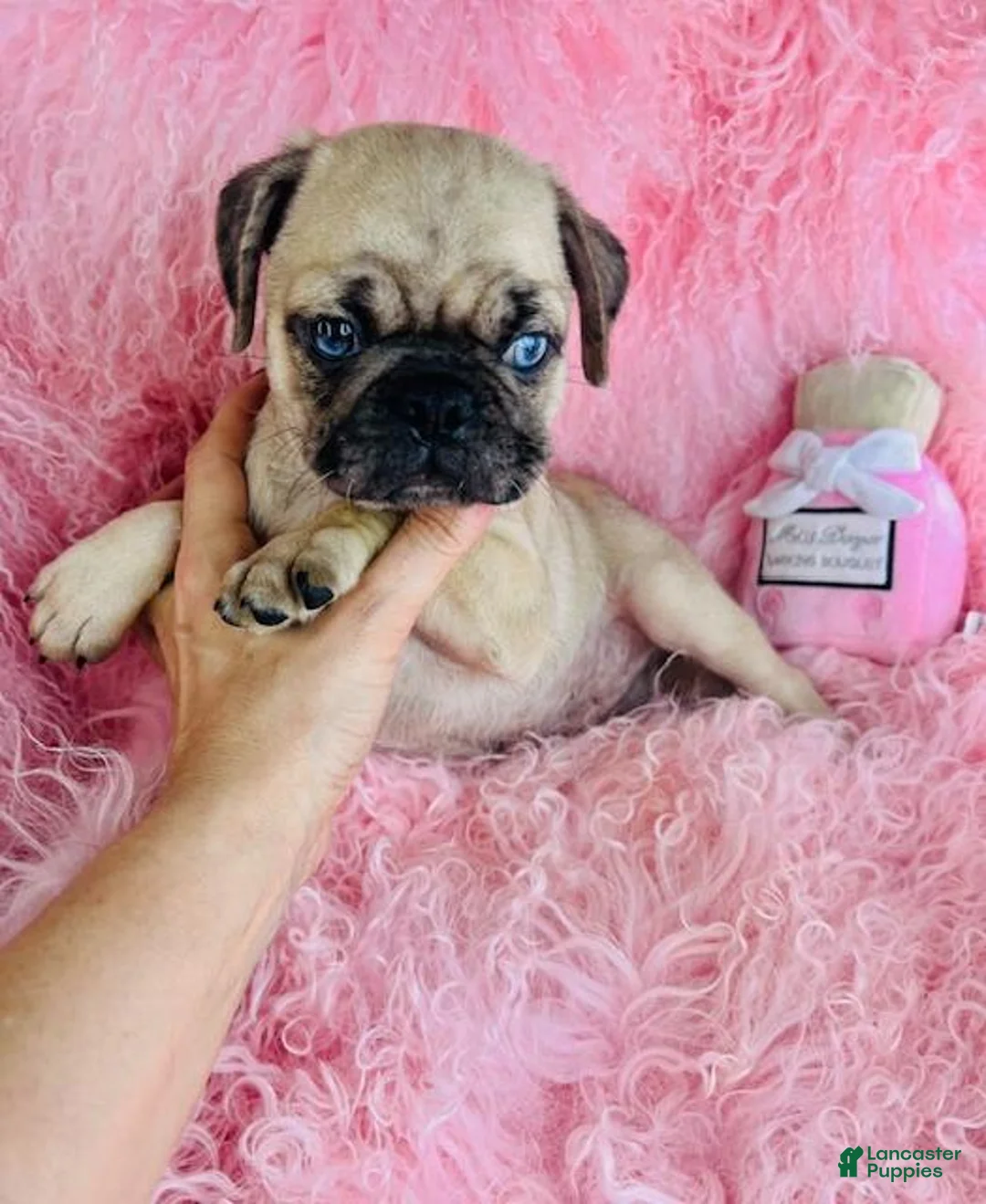 Pug dogs for sale: Pug Puppy 1 - Ad 2