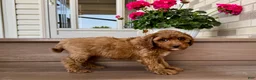 Cockapoo dogs for stud: Cockapoo 4 puppies - Ad 14