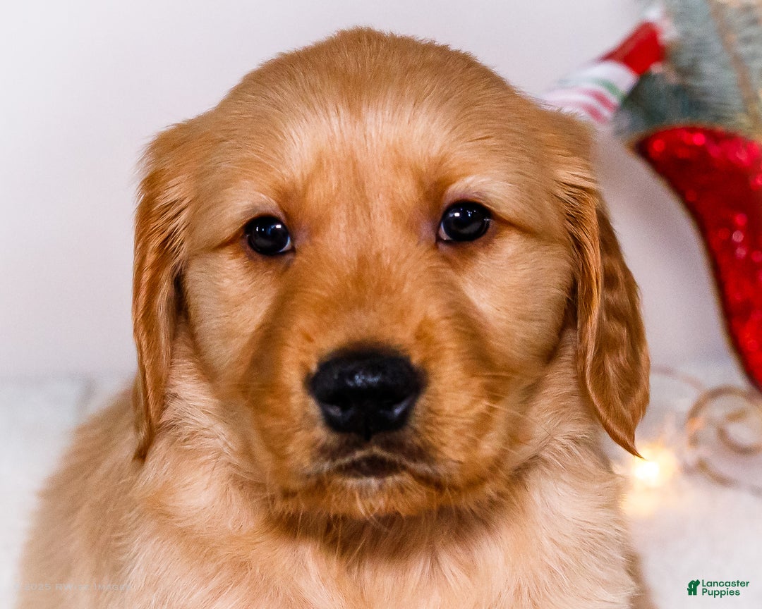Golden Retriever dogs for sale: Abel - Ad 4