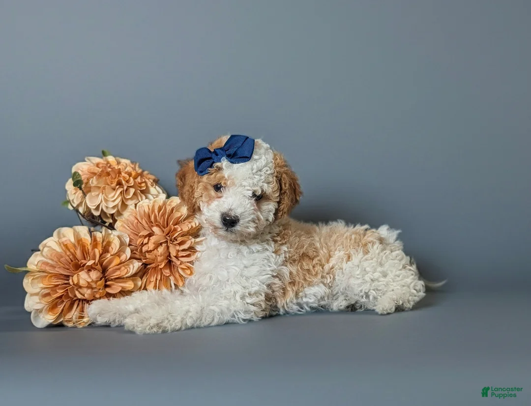 Toy Poodle dogs for sale: Giselle - Ad 5