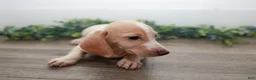 Miniature Dachshund dogs for sale: Mater - Ad 14