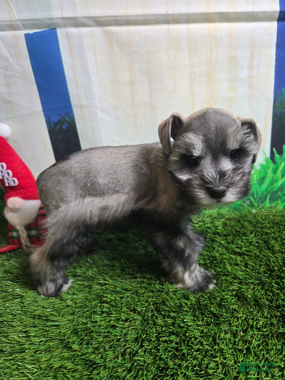 Miniature Schnauzer dogs for sale: Miniature Schnauzer Puppy 1 - Ad 2