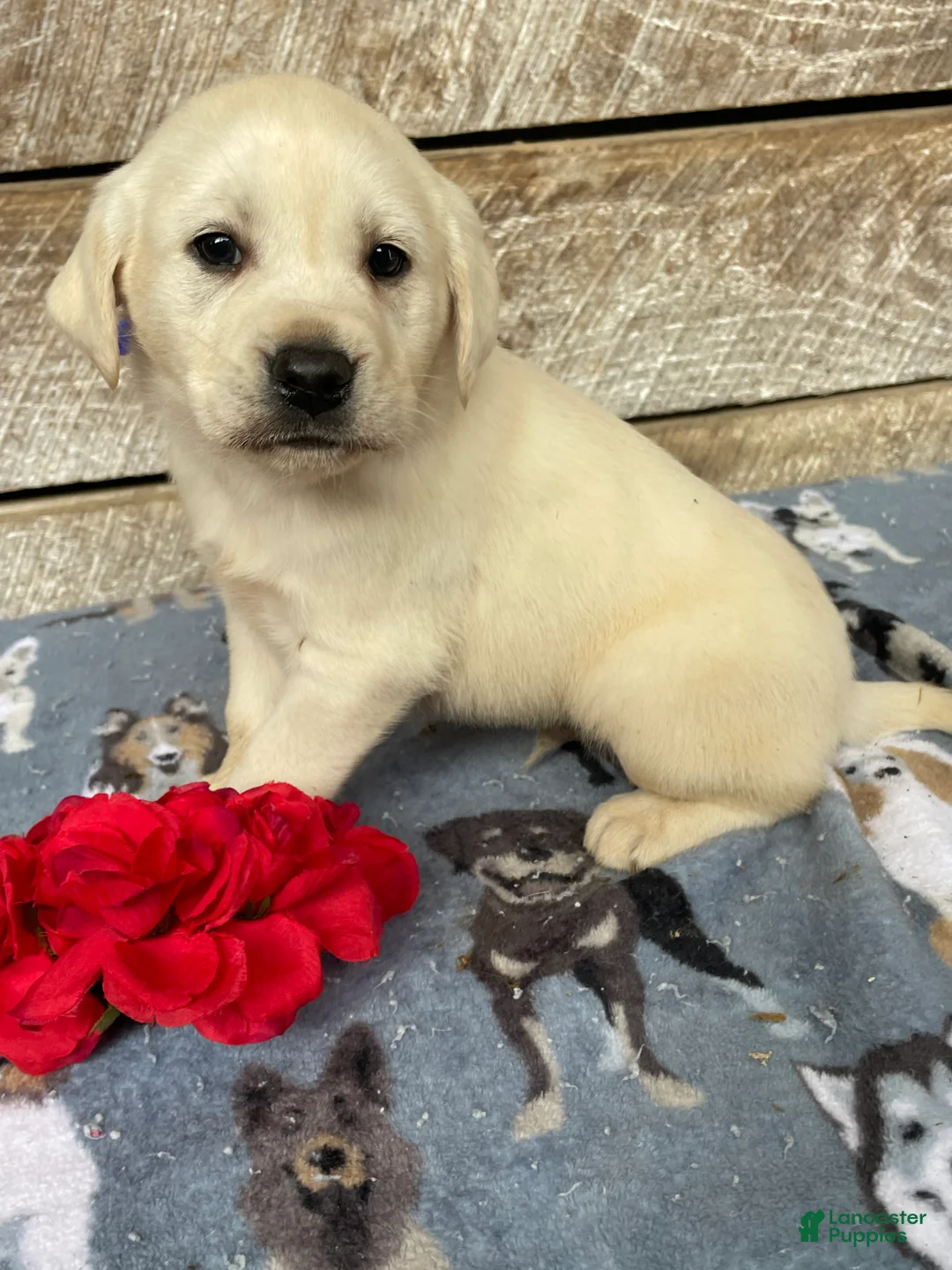 Labrador Retriever dogs for sale: Cash - Ad 4