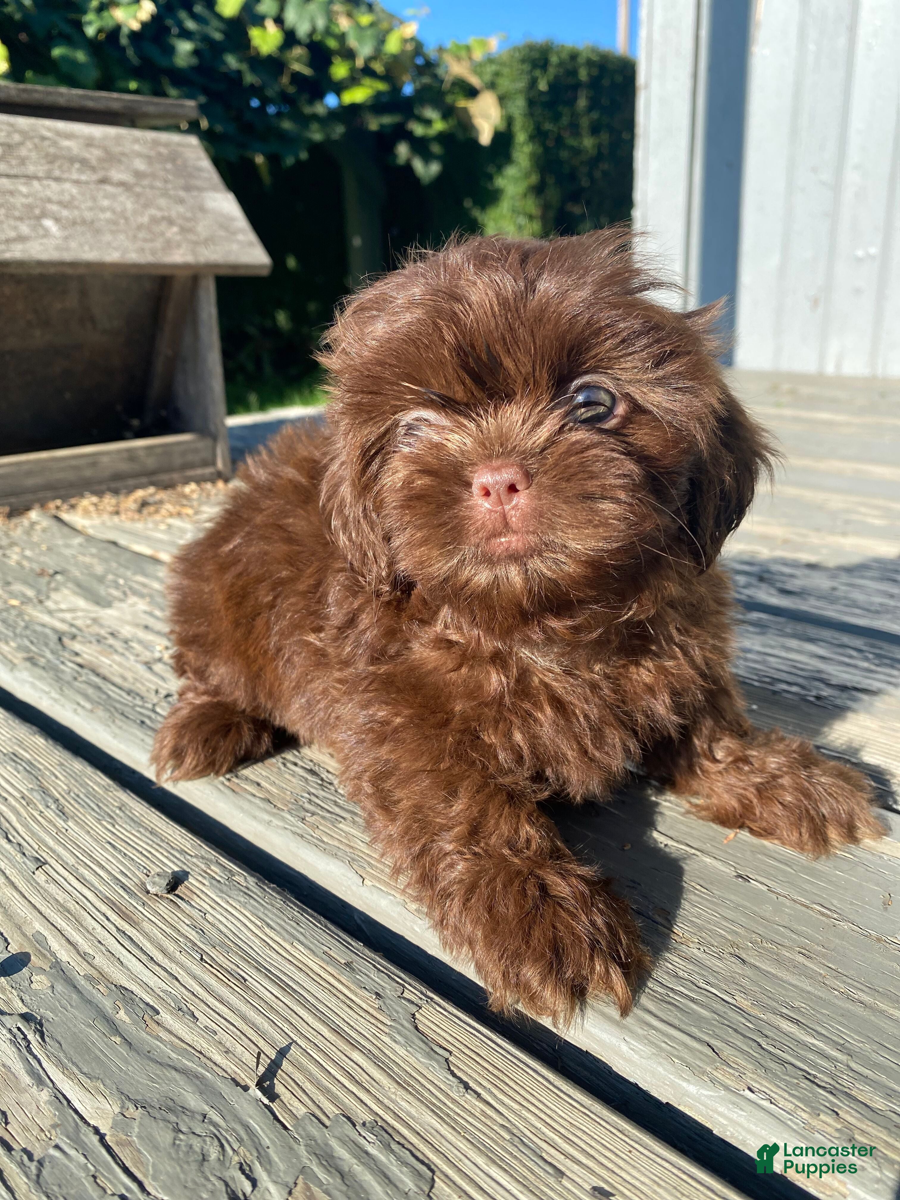 Shih Tzu dogs Luna - Ad 1