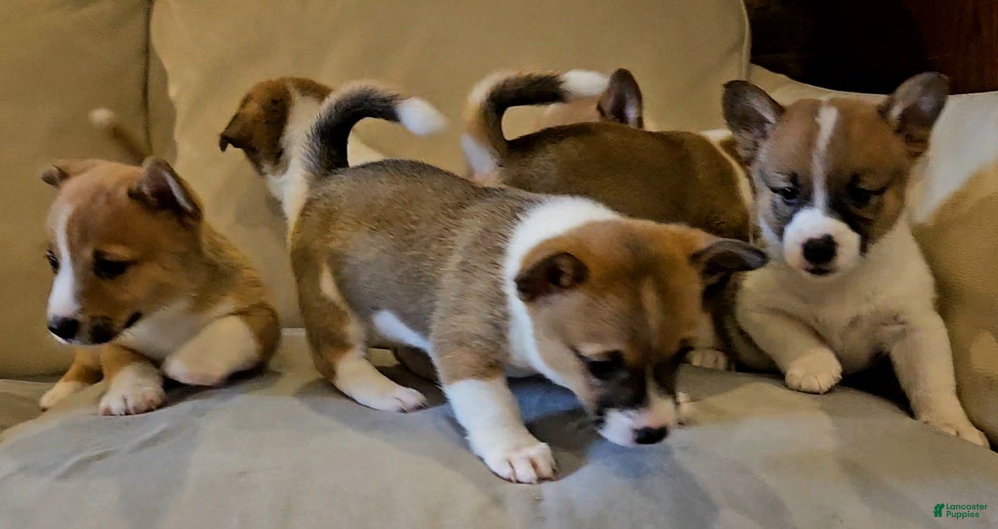 Mixed Breed dogs Athena - Ad 2