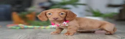 Miniature Dachshund dogs for sale: Lily - Ad 2