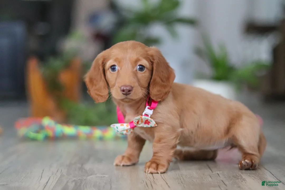 Miniature Dachshund dogs for sale: Lily - Ad 2