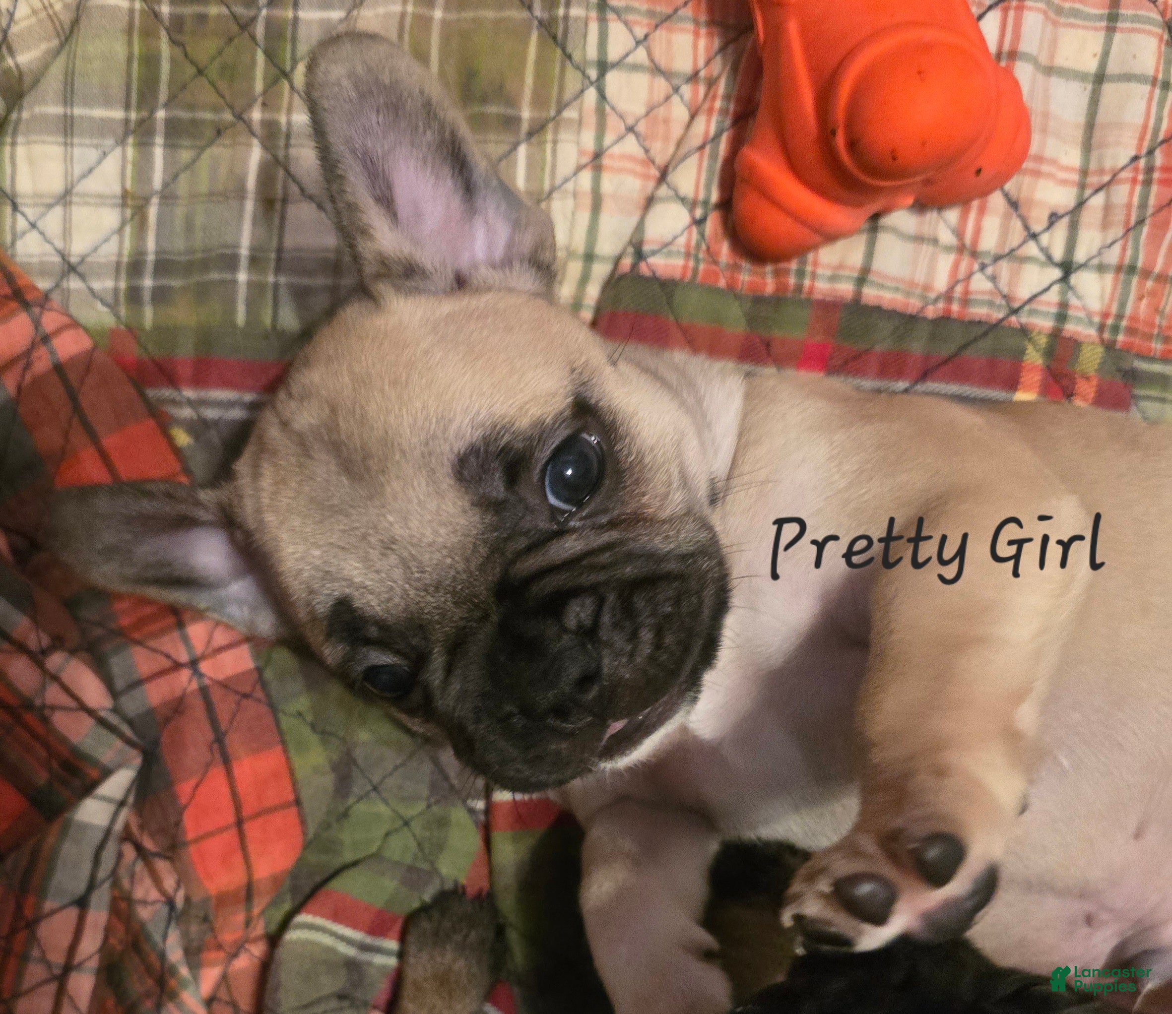 French Bulldog dogs for sale: Pretty Girl Rose - Ad 1