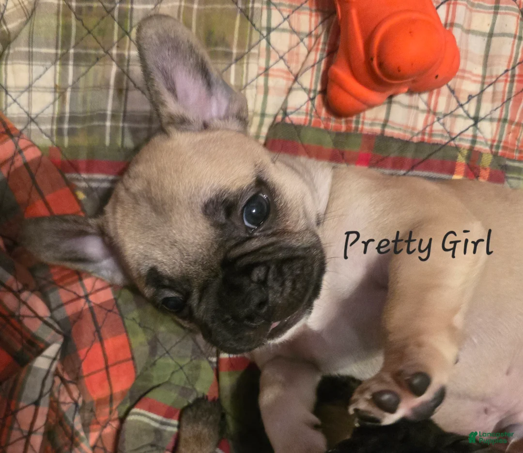 French Bulldog dogs for sale: Pretty Girl Rose - Ad 1