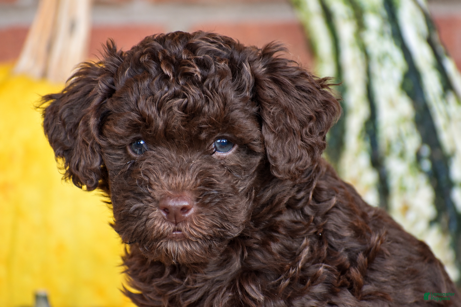 Havapoo dogs for sale: Duke - Ad 2
