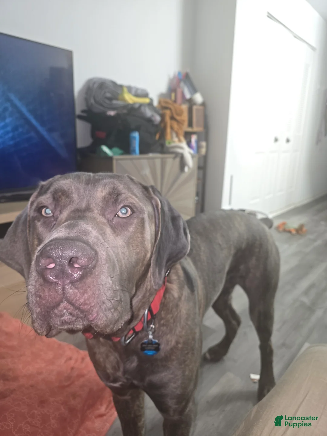 Cane Corso dogs for sale: Cane Corso Puppy 1 - Ad 6