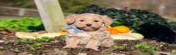 Maltipoo dogs for sale: Enzo - Ad 6