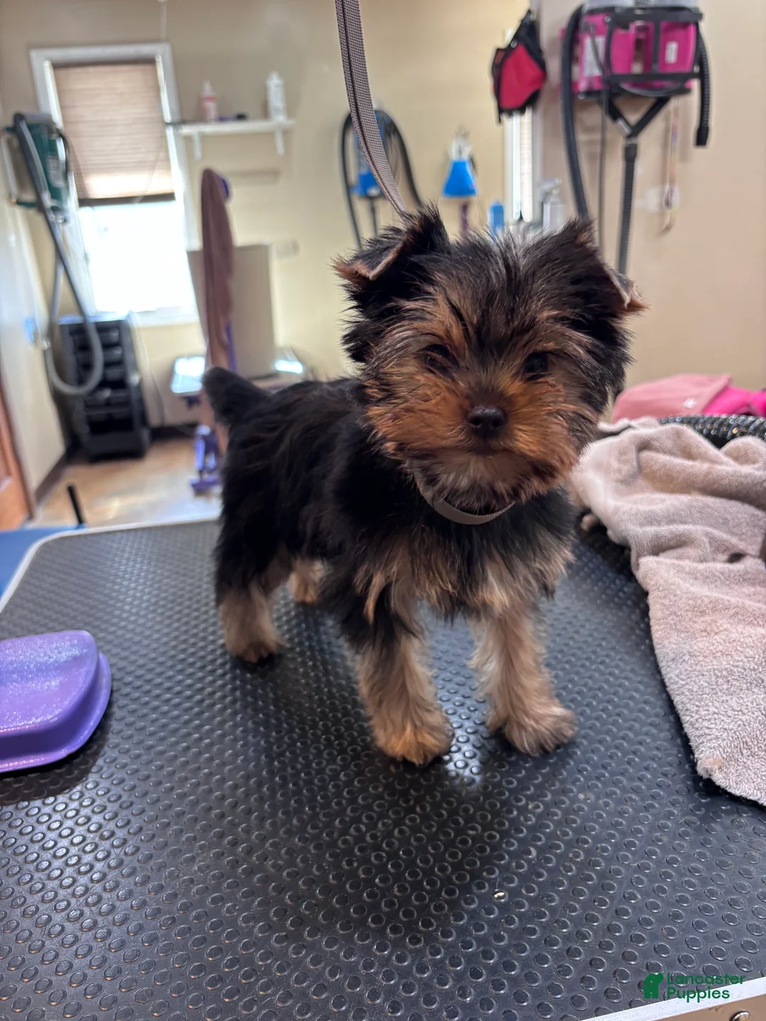 Yorkshire Terrier dogs for sale: Pink - Ad 1