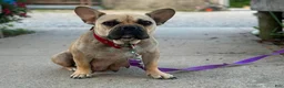 French Bulldog dogs for sale: Sweet Pea - Ad 5