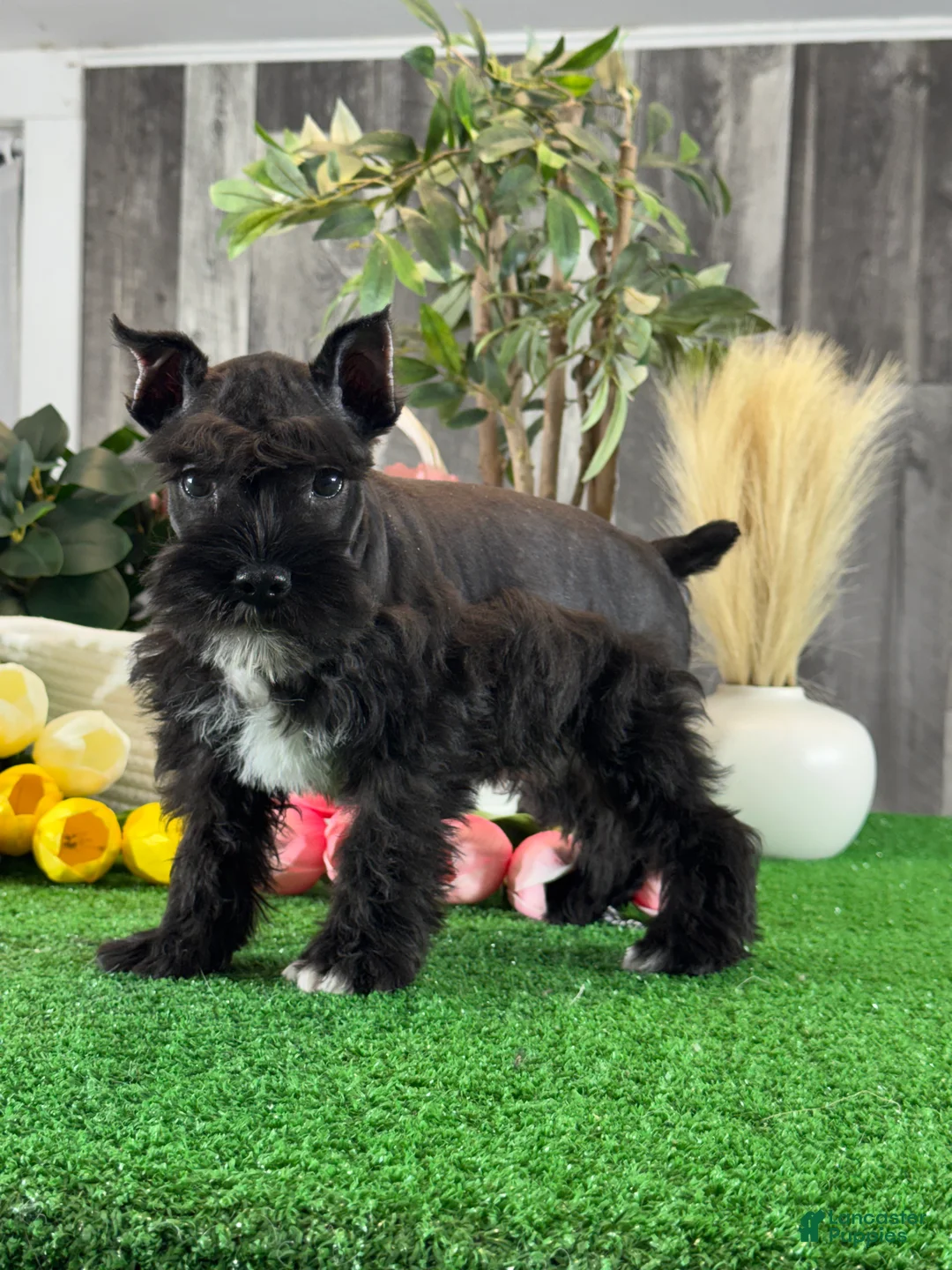 Miniature Schnauzer dogs for sale: Kona - Ad 1