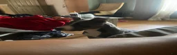 Mixed Breed dogs for sale: Mixed Breed 3 - Ad 3