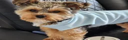 Yorkiepoo dogs for sale: Mr. Buttons - Ad 8