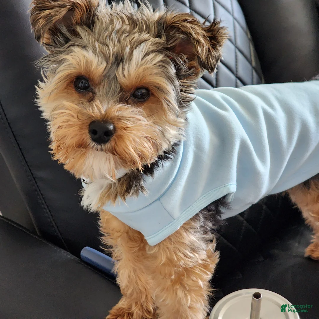Yorkiepoo dogs for sale: Mr. Buttons - Ad 8