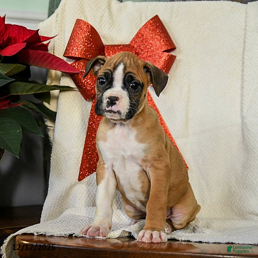 Boxer dogs Snowflake - Ad 2