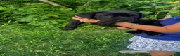 Cane Corso dogs for sale: Cane Corso 1 - Ad 6