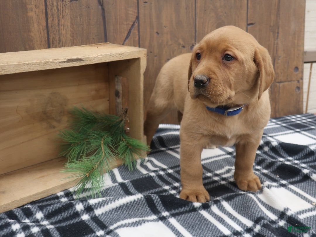 Labrador Retriever dogs for sale: Merry - Ad 2