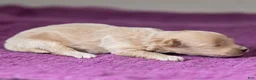 Maltipoo dogs for sale: Jack Maltipoo Puppy  - Ad 2