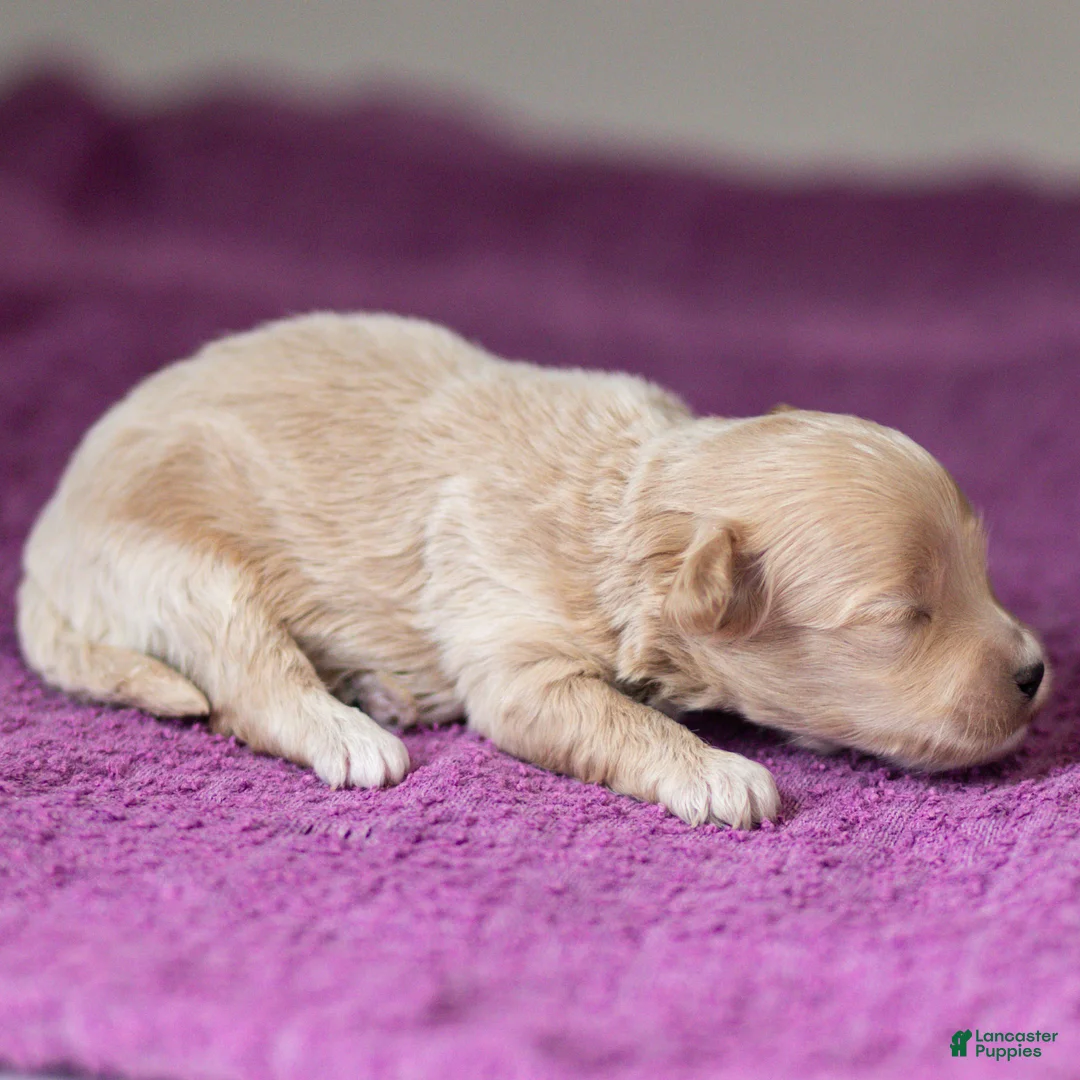 Maltipoo dogs for sale: Jack Maltipoo Puppy  - Ad 2
