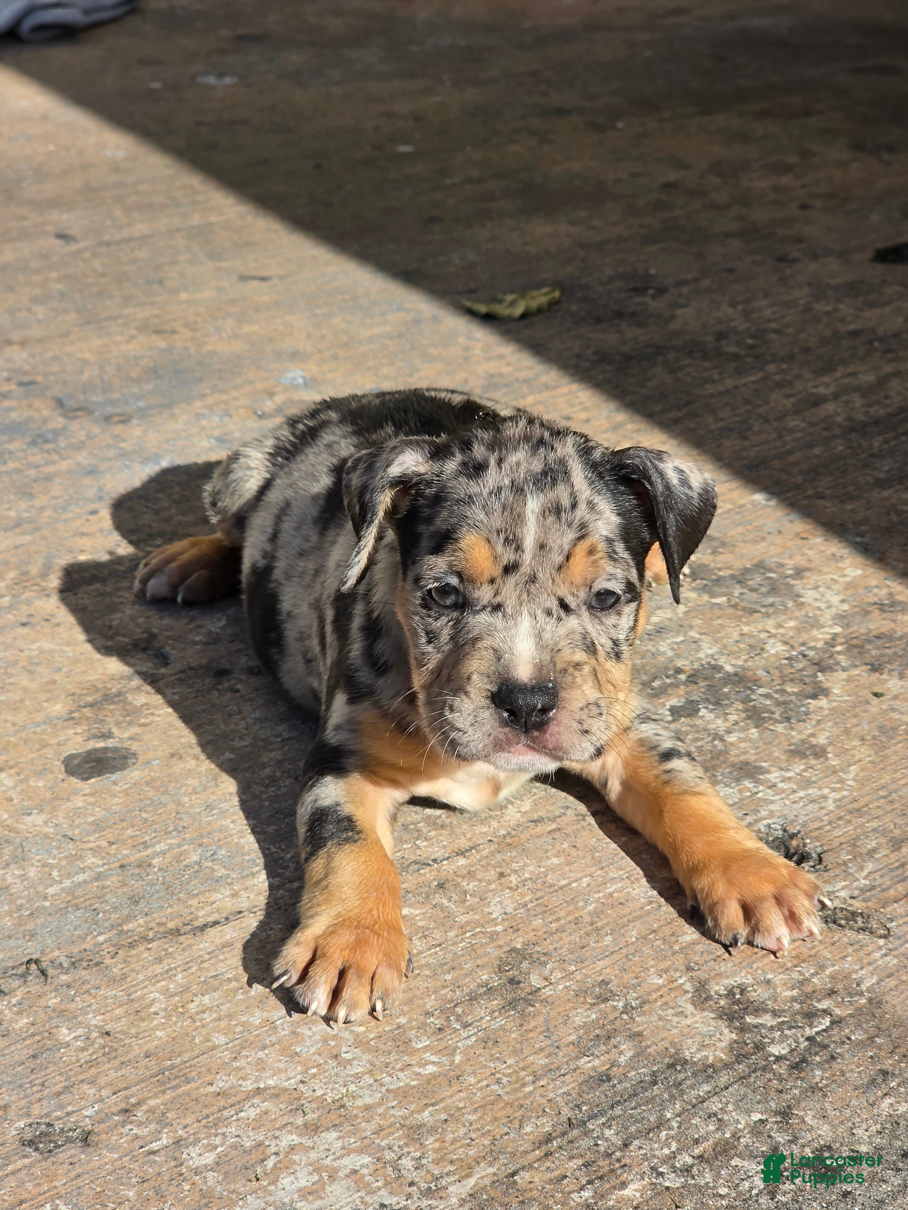American Bully dogs American Bully 9 - Ad 36