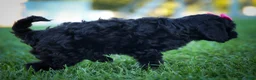 Cavapoo dogs for sale: BELLA - Ad 10