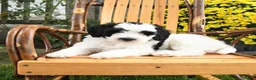 Mini Bernedoodle dogs for sale: Bandit - Ad 4