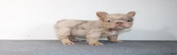 French Bulldog dogs for sale: French Bulldog 1 - Ad 3