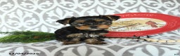 Yorkiepoo dogs for sale: Dwilyn - Ad 5