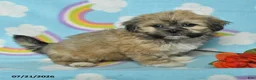 Teddy Bear dogs for sale: Abby - Ad 2