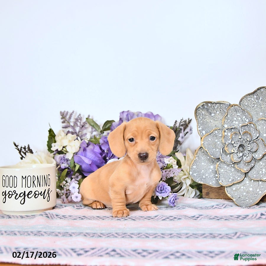 Miniature Dachshund dogs Taffy - Ad 1