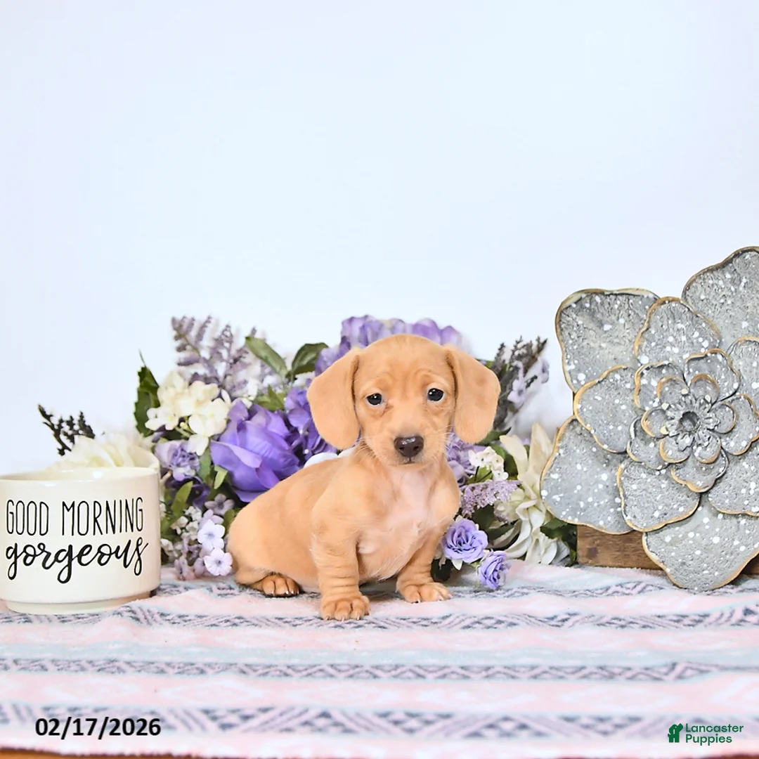 Miniature Dachshund dogs for sale: Taffy - Ad 1